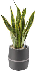 AIRY Luftreiniger System S mit Sansevieria & 3L Basis • Effektive Schadstoffentfernung • Geeignet für Räume bis 10qm • Anthrazit-Grau 1317-613