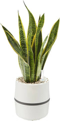 AIRY System S Luftreiniger mit Sansevieria & 3L Basis • Natürliche Schadstoff- und Geruchsfilterung • Perfekt für 10 qm Räume • Weiß-Grau