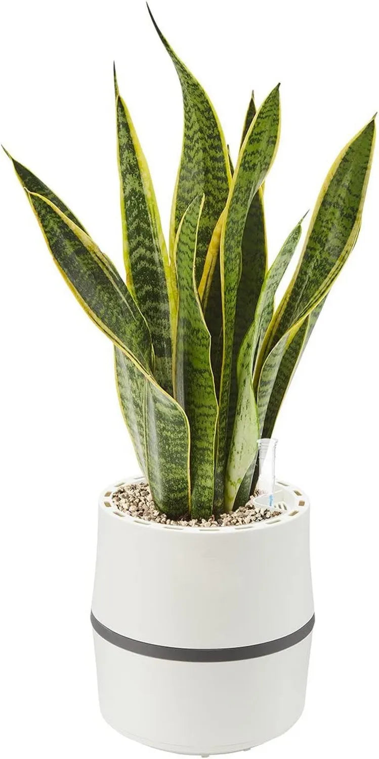 AIRY System S Luftreiniger mit Sansevieria & 3L Basis • Natürliche Schadstoff- und Geruchsfilterung • Perfekt für 10 qm Räume • Weiß-Grau